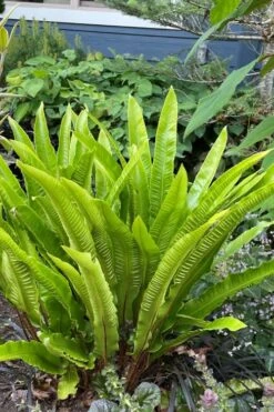 Hart's Tongue Fern (Asplenium Scolopendrium) - 1 Gallon Pot