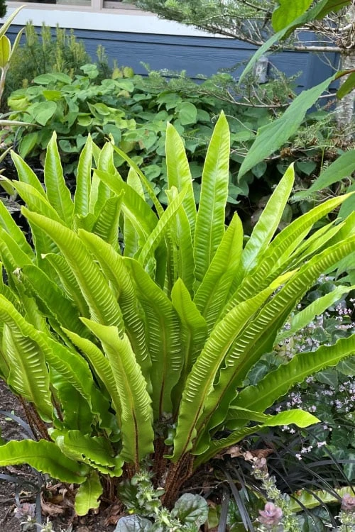 Hart's Tongue Fern (Asplenium scolopendrium) - 1 Gallon Pot Hart's Tongue Fern (Asplenium Scolopendrium) - 1 Gallon Pot -Garden Plant Shop asplenium scolopendrium harts tongue fern 8