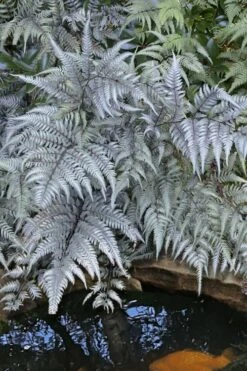 Japanese Painted Fern - 5 Pack Of Quart Pots 7 Japanese Painted Fern - 5 Pack Of Quart Pots -Garden Plant Shop athyrium niponicum pictum japanese painted fern 101