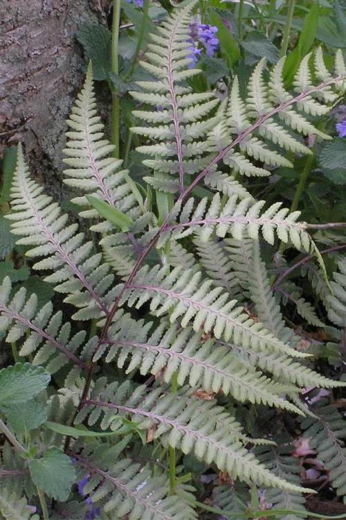 Japanese Painted Fern - 5 Pack of Quart Pots Japanese Painted Fern - 5 Pack Of Quart Pots -Garden Plant Shop athyrium niponicum pictum japanese painted fern 103