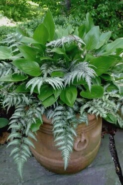 Japanese Painted Fern - 5 Pack Of Quart Pots 3 Japanese Painted Fern - 5 Pack Of Quart Pots -Garden Plant Shop athyrium niponicum pictum japanese painted fern 104