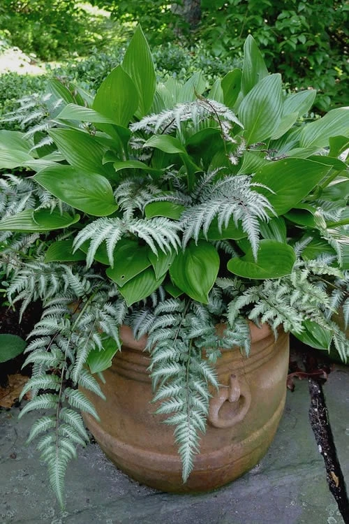 Japanese Painted Fern - 5 Pack of Quart Pots Japanese Painted Fern - 5 Pack Of Quart Pots -Garden Plant Shop athyrium niponicum pictum japanese painted fern 104