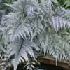 Japanese Painted Fern - 1 Gallon Pot