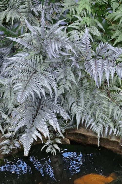 Japanese Painted Fern - 5 Pack of Quart Pots Japanese Painted Fern - 5 Pack Of Quart Pots -Garden Plant Shop athyrium niponicum pictum japanese painted fern 105