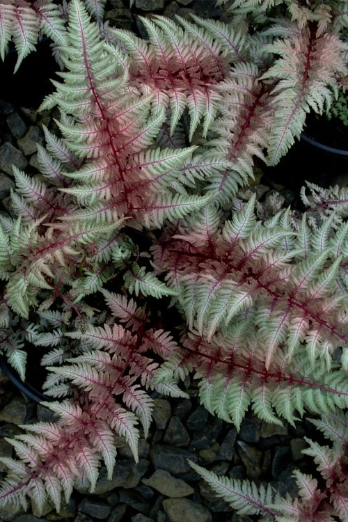 Regal Red Japanese Painted Fern - 5 Pack of Quart Pots Regal Red Japanese Painted Fern - 5 Pack Of Quart Pots -Garden Plant Shop athyrium pictum regal red japanese painted fern 10 2
