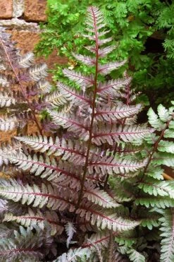 Regal Red Japanese Painted Fern - 3 Gallon Pot -Garden Plant Shop athyrium pictum regal red japanese painted fern 11