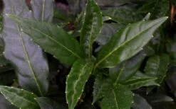 Dwarf Green Aucuba - Japanese Laurel - 1 Gallon Pot -Garden Plant Shop aucuba dwarf green foliage