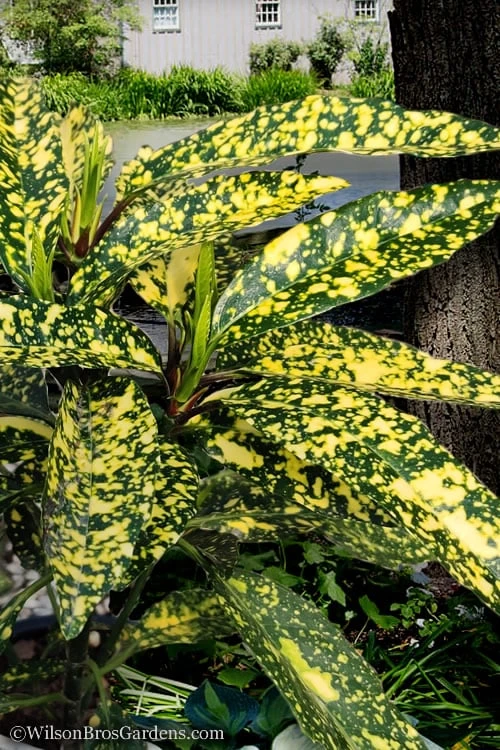Hosoba Hoshifu Variegated Aucuba (Japanese Laurel) - 3 Gallon Pot Hosoba Hoshifu Variegated Aucuba (Japanese Laurel) - 3 Gallon Pot -Garden Plant Shop aucuba hosoba hoshifu10
