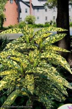Hosoba Hoshifu Variegated Aucuba (Japanese Laurel) - 3 Gallon Pot 3 Hosoba Hoshifu Variegated Aucuba (Japanese Laurel) - 3 Gallon Pot -Garden Plant Shop aucuba hosoba hoshifu11