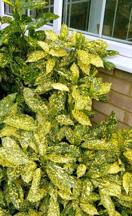 Golden King Aucuba (Male) - 3 Gallon Pot Golden King Aucuba (Male) - 3 Gallon Pot -Garden Plant Shop aucuba japonica golden king japanese laurel 1