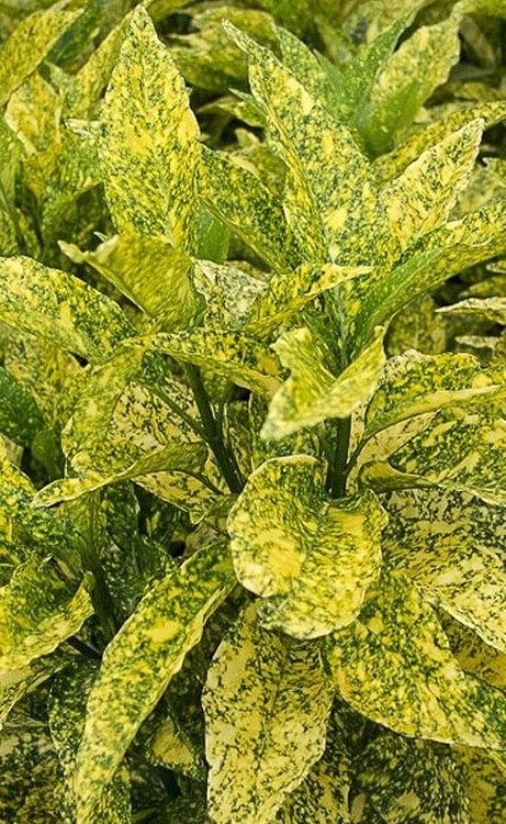 Golden King Aucuba (Male) - 3 Gallon Pot Golden King Aucuba (Male) - 3 Gallon Pot -Garden Plant Shop aucuba japonica golden king japanese laurel 2