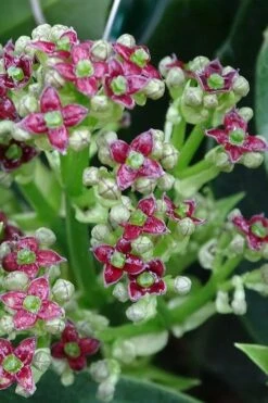 Rozannie Dwarf Aucuba (Japanese Laurel) - 3 Gallon Pot -Garden Plant Shop aucuba japonica rozannie japanese laurel 1