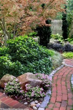 Rozannie Dwarf Aucuba (Japanese Laurel) - 3 Gallon Pot -Garden Plant Shop aucuba japonica rozannie japanese laurel 12