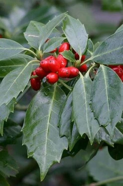 Rozannie Dwarf Aucuba (Japanese Laurel) - 3 Gallon Pot -Garden Plant Shop aucuba japonica rozannie japanese laurel 6