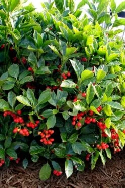 Rozannie Dwarf Aucuba (Japanese Laurel) - 3 Gallon Pot -Garden Plant Shop aucuba japonica rozannie japanese laurel 8