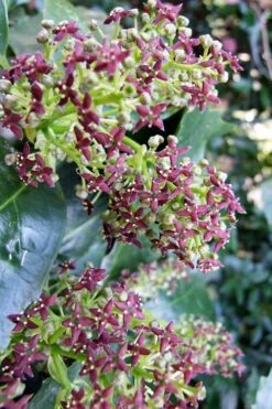 Rozannie Dwarf Aucuba (Japanese Laurel) - 3 Gallon Pot -Garden Plant Shop aucuba japonica rozannie japanese laurel 9