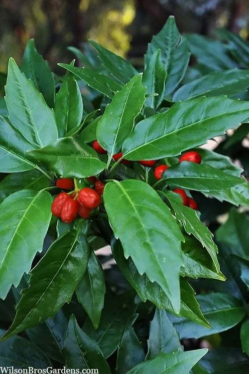 Sawtoothed Aucuba Serratifolia - 1 Gallon Pot Sawtoothed Aucuba Serratifolia - 1 Gallon Pot -Garden Plant Shop aucuba japonica serratifolia sawtoothed japanese laurel 20 1