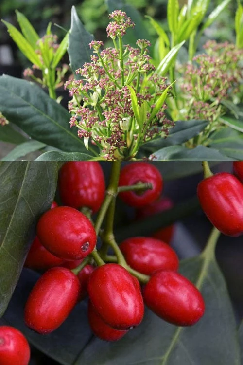 Sawtoothed Aucuba Serratifolia - 1 Gallon Pot Sawtoothed Aucuba Serratifolia - 1 Gallon Pot -Garden Plant Shop aucuba japonica serratifolia sawtoothed japanese laurel 21 1