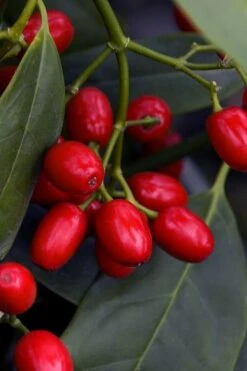 Sawtoothed Aucuba Serratifolia - 1 Gallon Pot 4 Sawtoothed Aucuba Serratifolia - 1 Gallon Pot -Garden Plant Shop aucuba japonica serratifolia sawtoothed japanese laurel 23 1