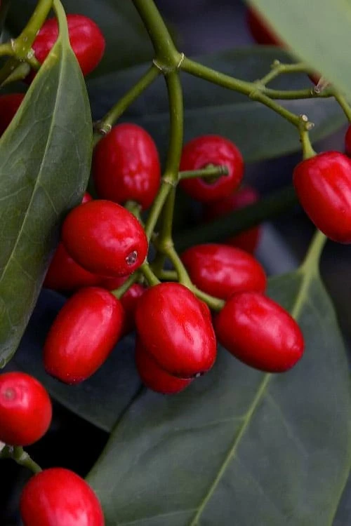 Sawtoothed Aucuba Serratifolia - 1 Gallon Pot Sawtoothed Aucuba Serratifolia - 1 Gallon Pot -Garden Plant Shop aucuba japonica serratifolia sawtoothed japanese laurel 23 1