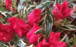 Arctic Rose Azalea - 3 Gallon Pot -Garden Plant Shop azalea arctic rose 4