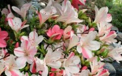 Astronaut Azalea - 3 Gallon Pot 5 Astronaut Azalea - 3 Gallon Pot -Garden Plant Shop azalea astronaut 3 2
