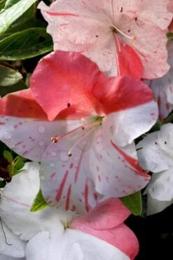 Astronaut Azalea - 3 Gallon Pot 4 Astronaut Azalea - 3 Gallon Pot -Garden Plant Shop azalea astronaut 4 2