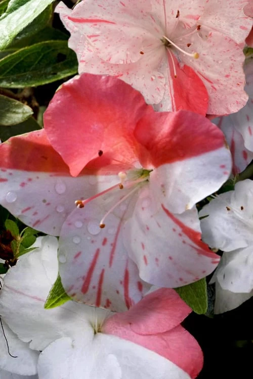 Astronaut Azalea - 3 Gallon Pot Astronaut Azalea - 3 Gallon Pot -Garden Plant Shop azalea astronaut 4 2