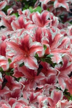 Ben Morrison Azalea - 2 Gallon Pot -Garden Plant Shop azalea ben morrison 1