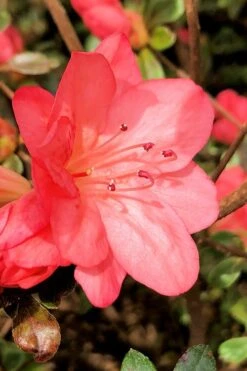 Blaauw's Pink Azalea - 3 Gallon Pot 4 Blaauw's Pink Azalea - 3 Gallon Pot -Garden Plant Shop azalea blaauws pink 10