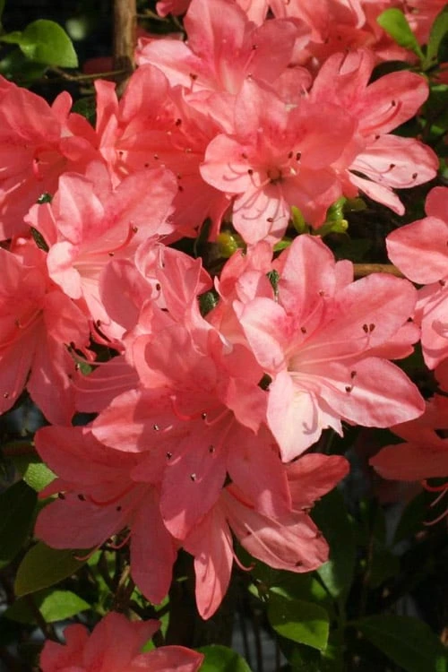 Blaauw's Pink Azalea - 3 Gallon Pot Blaauw's Pink Azalea - 3 Gallon Pot -Garden Plant Shop azalea blaauws pink 6