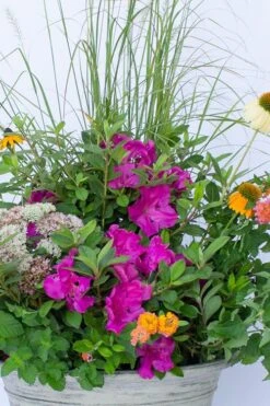 Echo Bloom 'N Again Azalea - 2 Gallon Pot -Garden Plant Shop azalea bloom n again augusta echo 4