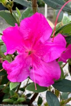 Echo Bloom 'N Again Azalea - 2 Gallon Pot -Garden Plant Shop azalea bloom n again augusta echo 7