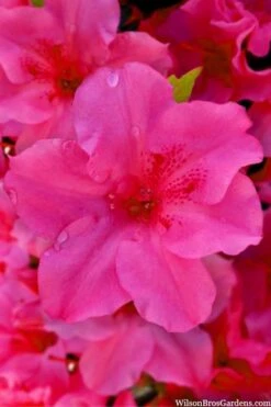 Pink Explosion Bloom 'N Again Azalea - 2 Gallon Pot -Garden Plant Shop azalea bloom n again pink explosion 12