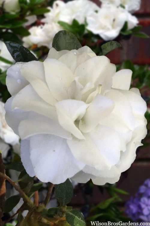 Snowball Bloom 'N Again Azalea - 2 Gallon Pot Snowball Bloom 'N Again Azalea - 2 Gallon Pot -Garden Plant Shop azalea bloom n again snowball 13