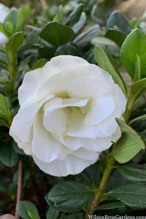 Snowball Bloom 'N Again Azalea - 2 Gallon Pot Snowball Bloom 'N Again Azalea - 2 Gallon Pot -Garden Plant Shop azalea bloom n again snowball 14