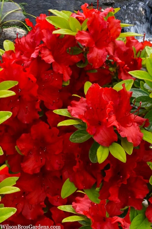 Buccaneer Red Azalea (Glenn Dale Hydrid) - 2 Gallon Pot Buccaneer Red Azalea (Glenn Dale Hydrid) - 2 Gallon Pot -Garden Plant Shop azalea buccaneer 1
