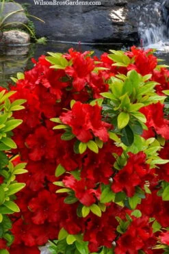 Buccaneer Red Azalea (Glenn Dale Hydrid) - 2 Gallon Pot 4 Buccaneer Red Azalea (Glenn Dale Hydrid) - 2 Gallon Pot -Garden Plant Shop azalea buccaneer 2
