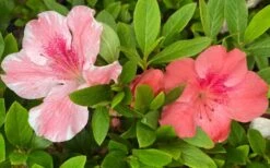 Lady Cavendish Azalea - 1 Gallon Pot -Garden Plant Shop azalea cavendish 2