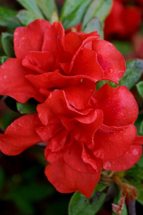 Autumn Embers Encore Azalea - 2 Gallon Autumn Embers Encore Azalea - 2 Gallon -Garden Plant Shop azalea encore autumn embers 102 1