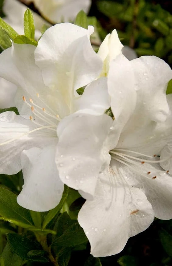 Autumn Ivory Encore Azalea - 1 Gallon Pot Autumn Ivory Encore Azalea - 1 Gallon Pot -Garden Plant Shop azalea encore autumn ivory 2 1