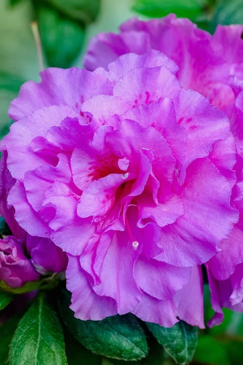 Autumn Majesty Encore Azalea - 3 Gallon Pot Autumn Majesty Encore Azalea - 3 Gallon Pot -Garden Plant Shop azalea encore autumn majesty 12 1