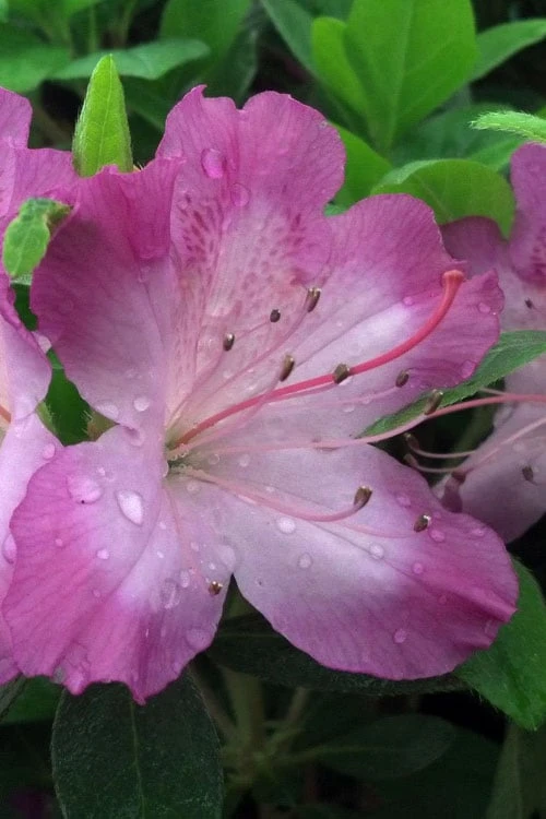 Fawn Azalea - 2 Gallon Pot Fawn Azalea - 2 Gallon Pot -Garden Plant Shop azalea fawn 1