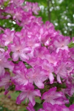 Fawn Azalea - 2 Gallon Pot 5 Fawn Azalea - 2 Gallon Pot -Garden Plant Shop azalea fawn 6