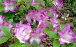 Fawn Azalea - 2 Gallon Pot 4 Fawn Azalea - 2 Gallon Pot -Garden Plant Shop azalea fawn 7