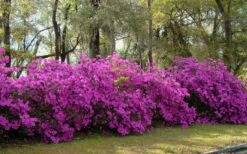 Formosa Southern Indica Azalea - 3 Gallon Pot 3 Formosa Southern Indica Azalea - 3 Gallon Pot -Garden Plant Shop azalea formosa hedge