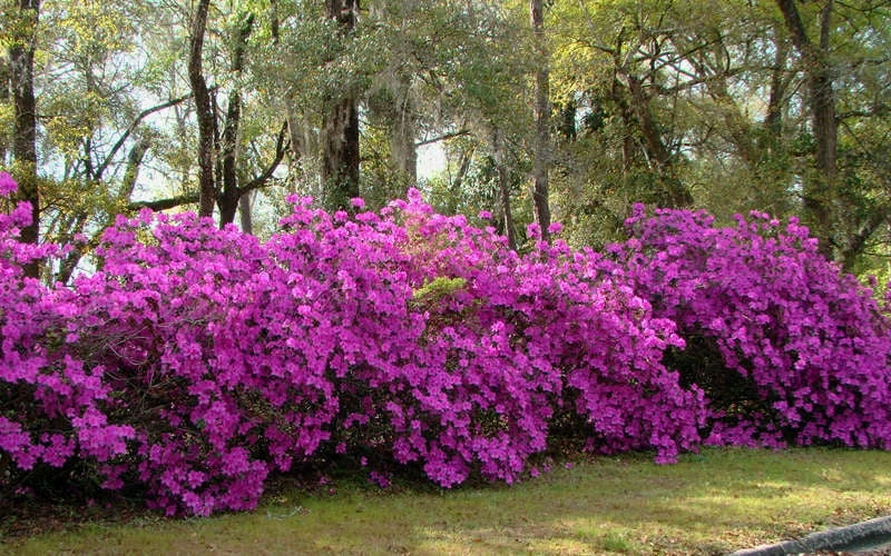 Formosa Southern Indica Azalea - 3 Gallon Pot Formosa Southern Indica Azalea - 3 Gallon Pot -Garden Plant Shop azalea formosa hedge