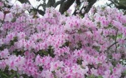 George L. Taber Southern Indica Azalea - 3 Gallon Pot -Garden Plant Shop azalea george taber 10