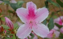 George L. Taber Southern Indica Azalea - 7 Gallon Pot -Garden Plant Shop azalea george taber 13 2