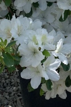 Girard's Pleasant White Azalea - 1 Gallon Pot 6 Girard's Pleasant White Azalea - 1 Gallon Pot -Garden Plant Shop azalea girards pleasant white 22